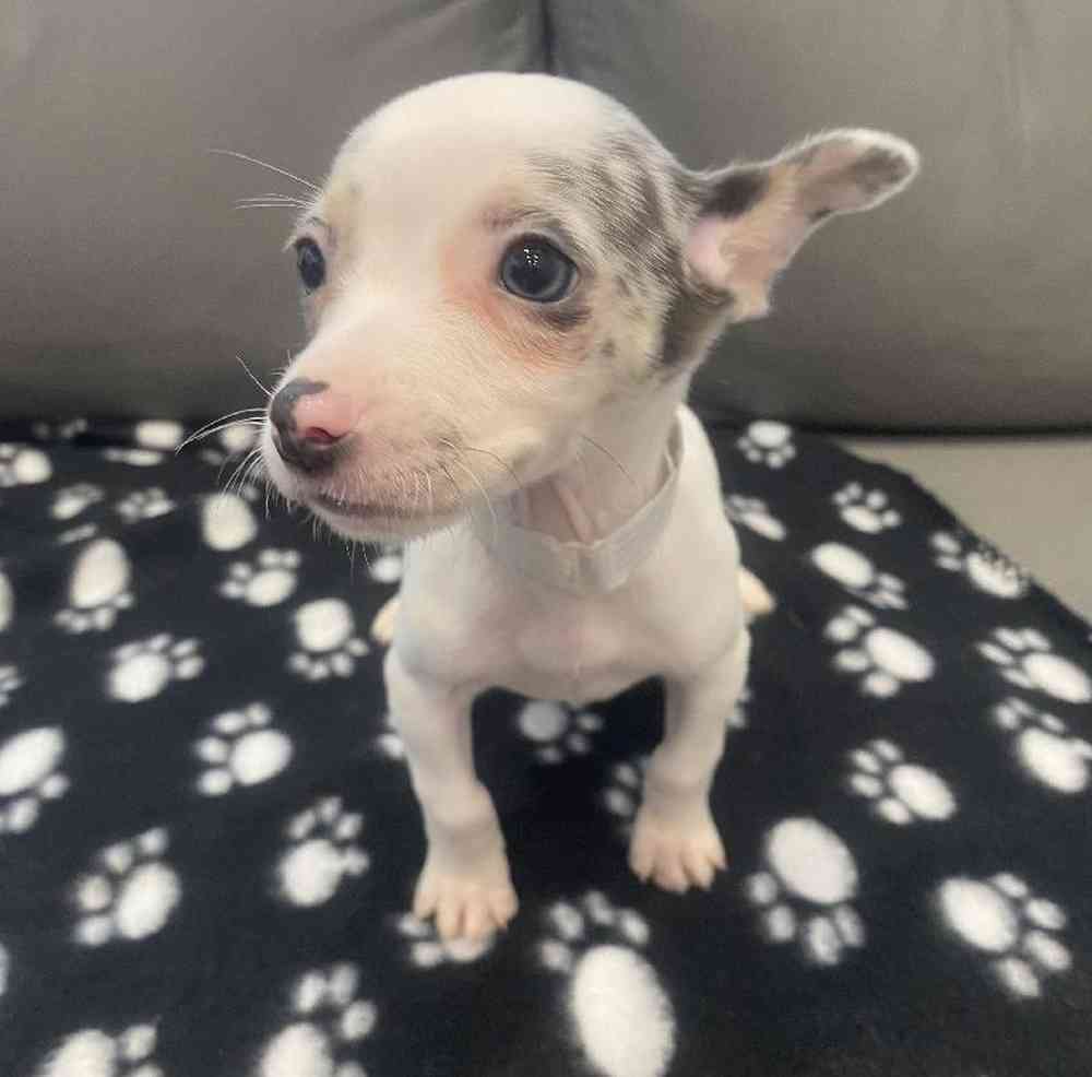 Female Chihuahua Puppy for Sale in Charlotte, NC