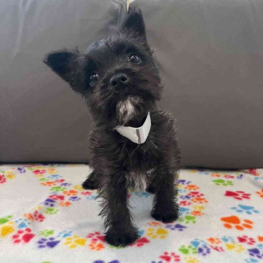 Female Cairn Terrier Puppy for Sale in Charlotte, NC