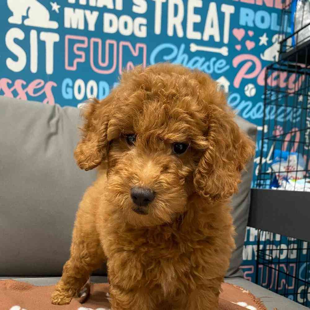 Male Mini Goldendoodle 2nd Gen Puppy for Sale in Charlotte, NC