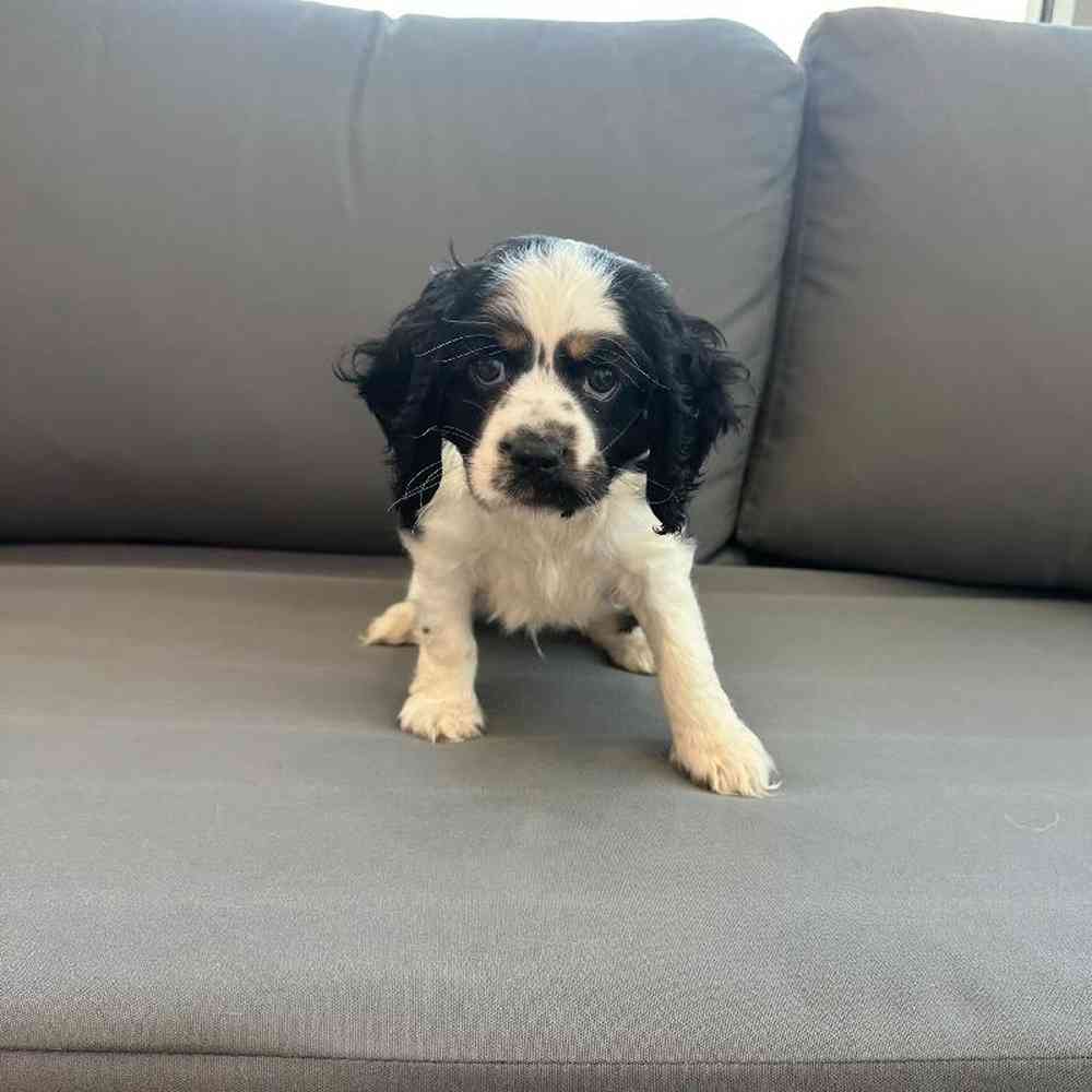 Male Cocker Spaniel Puppy for Sale in Charlotte, NC