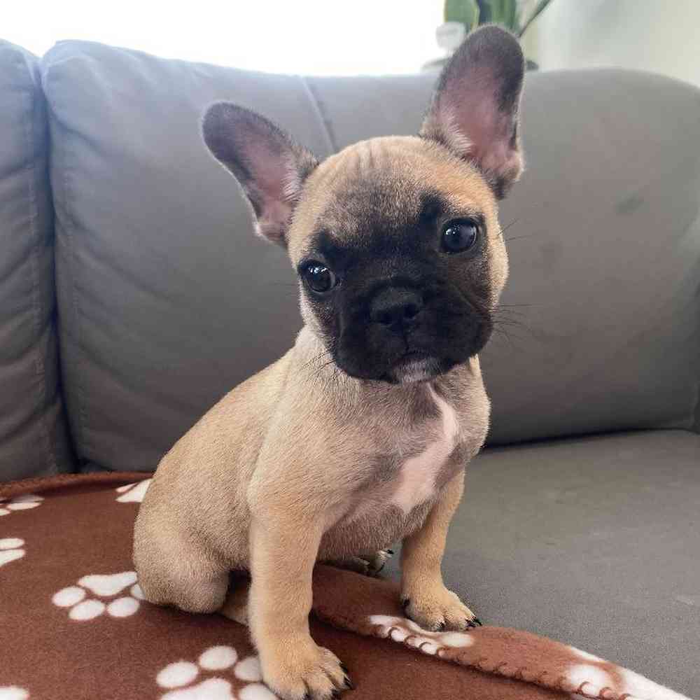 Female French Bulldog Puppy for Sale in Charlotte, NC