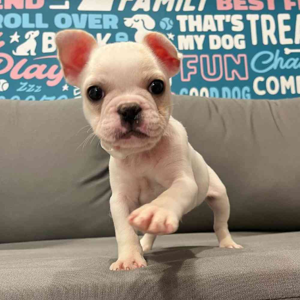 Male French Bulldog Puppy for Sale in Charlotte, NC