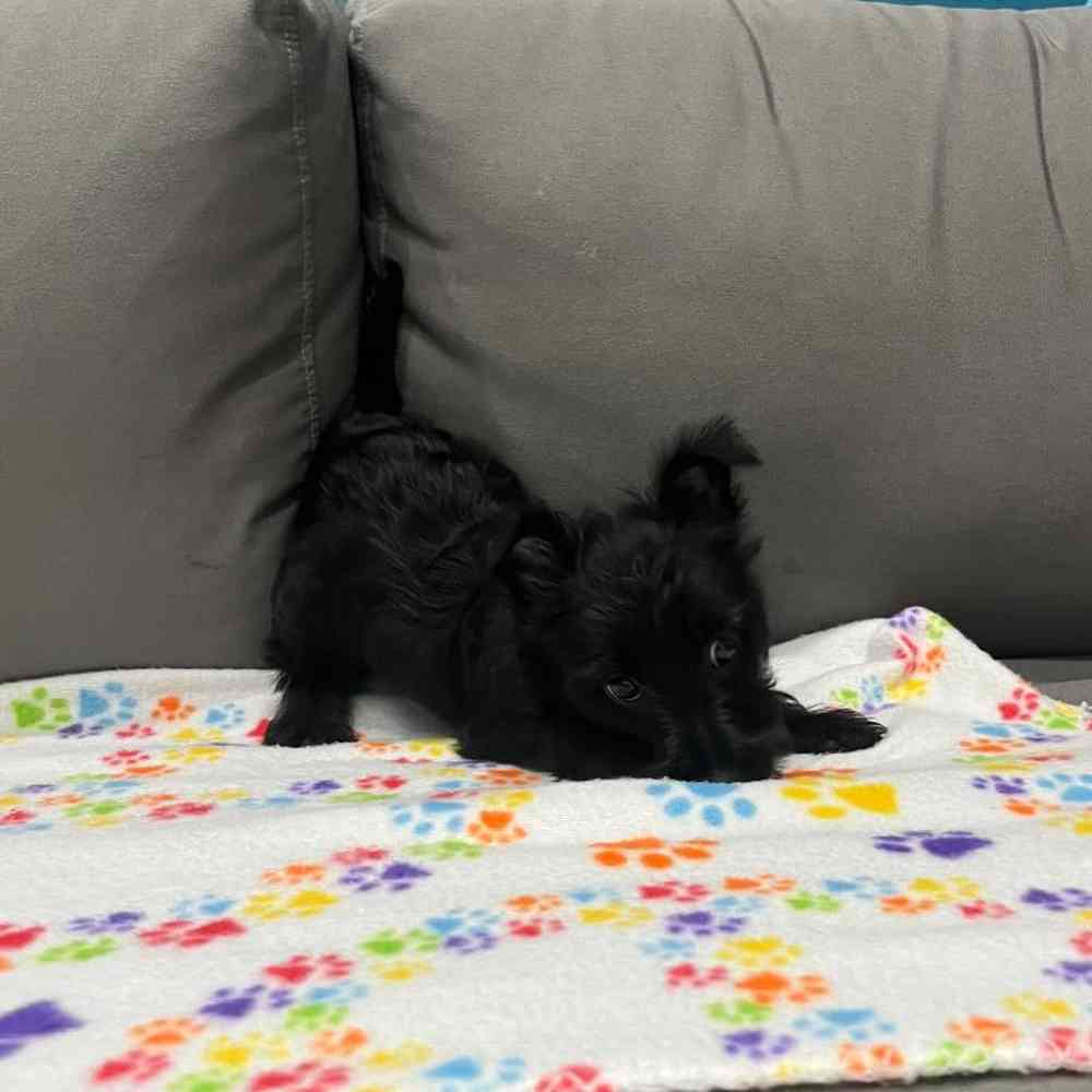 Female Scottish Terrier Puppy for Sale in Charlotte, NC