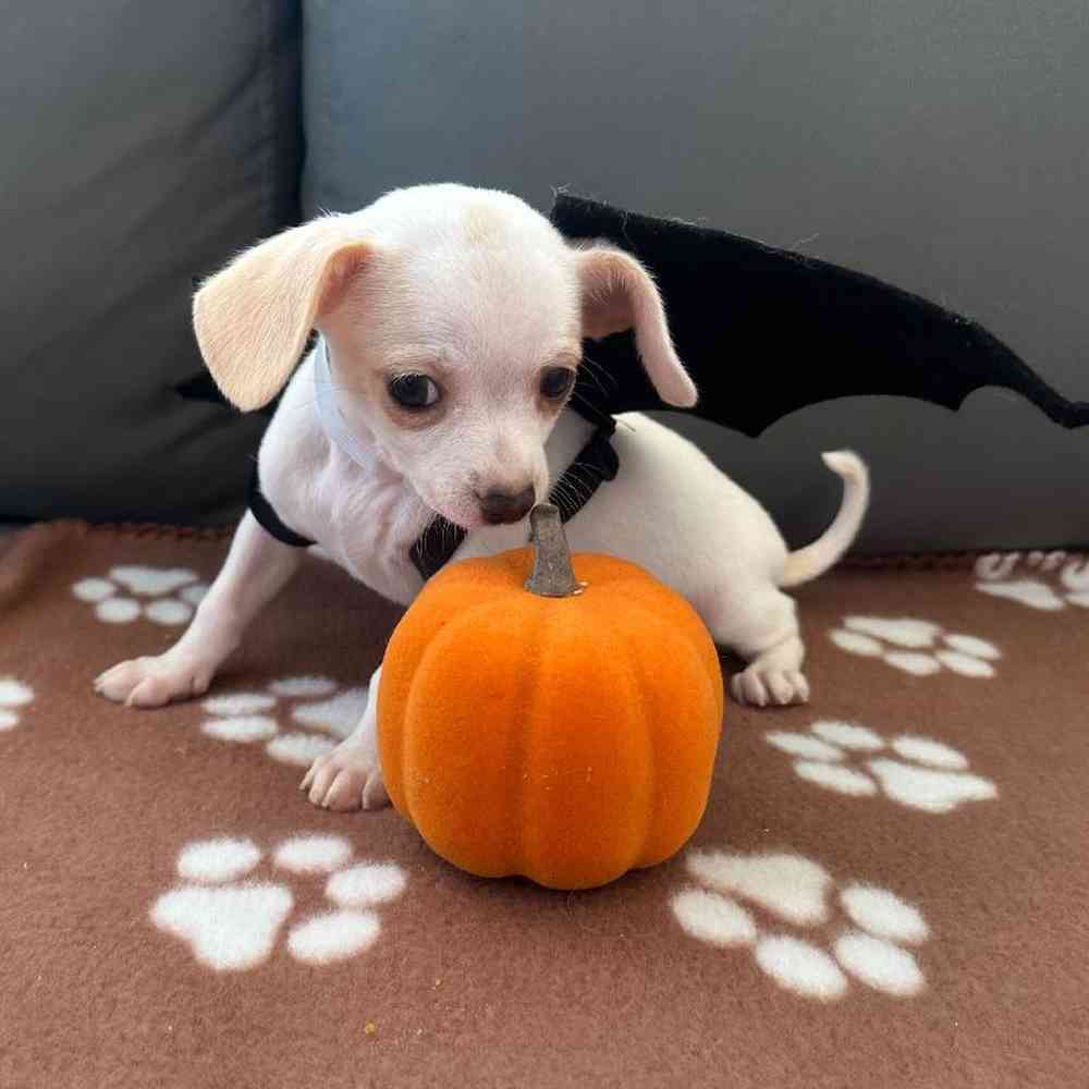 Male Chihuahua Puppy for Sale in Charlotte, NC