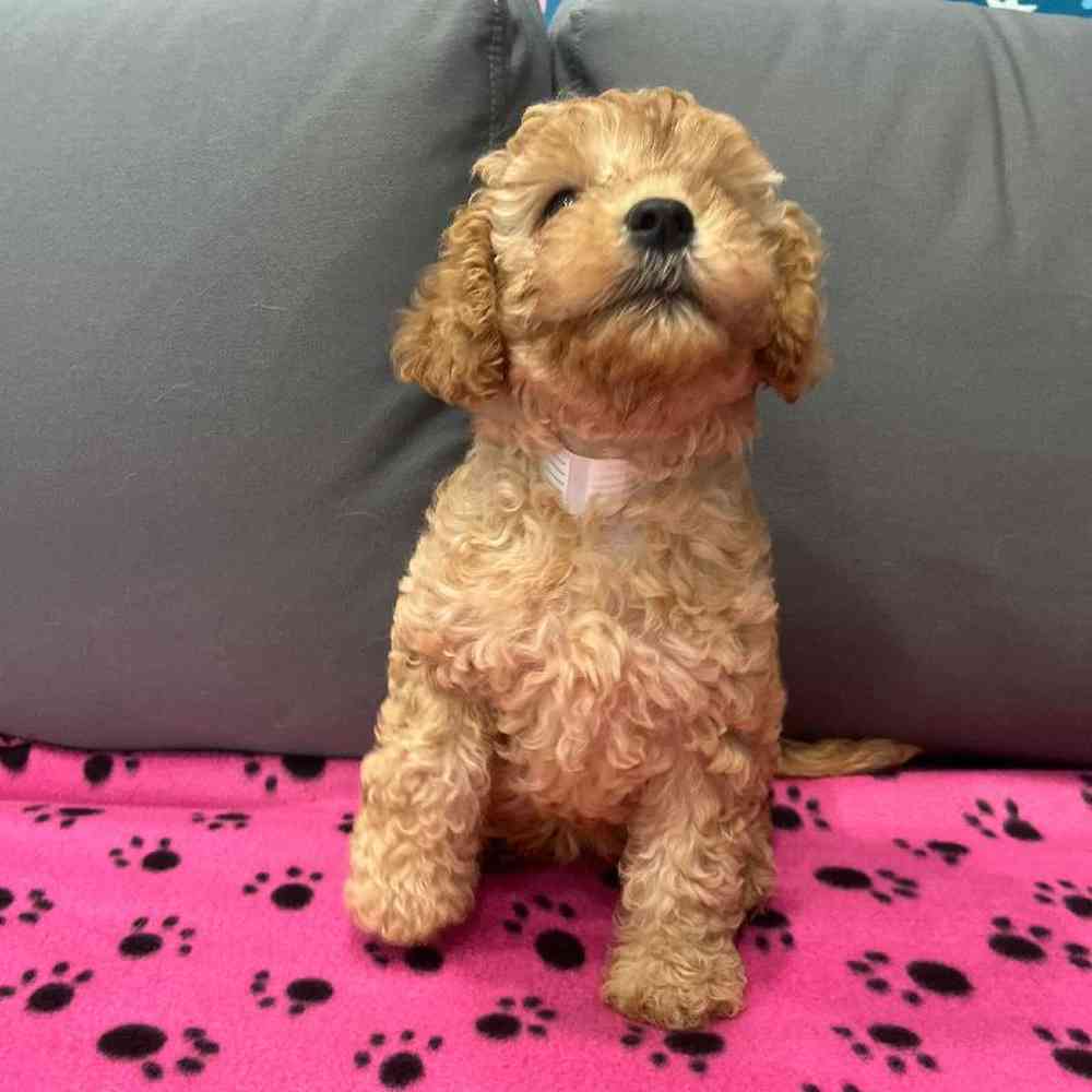 Female Cavapoo Puppy for Sale in Charlotte, NC