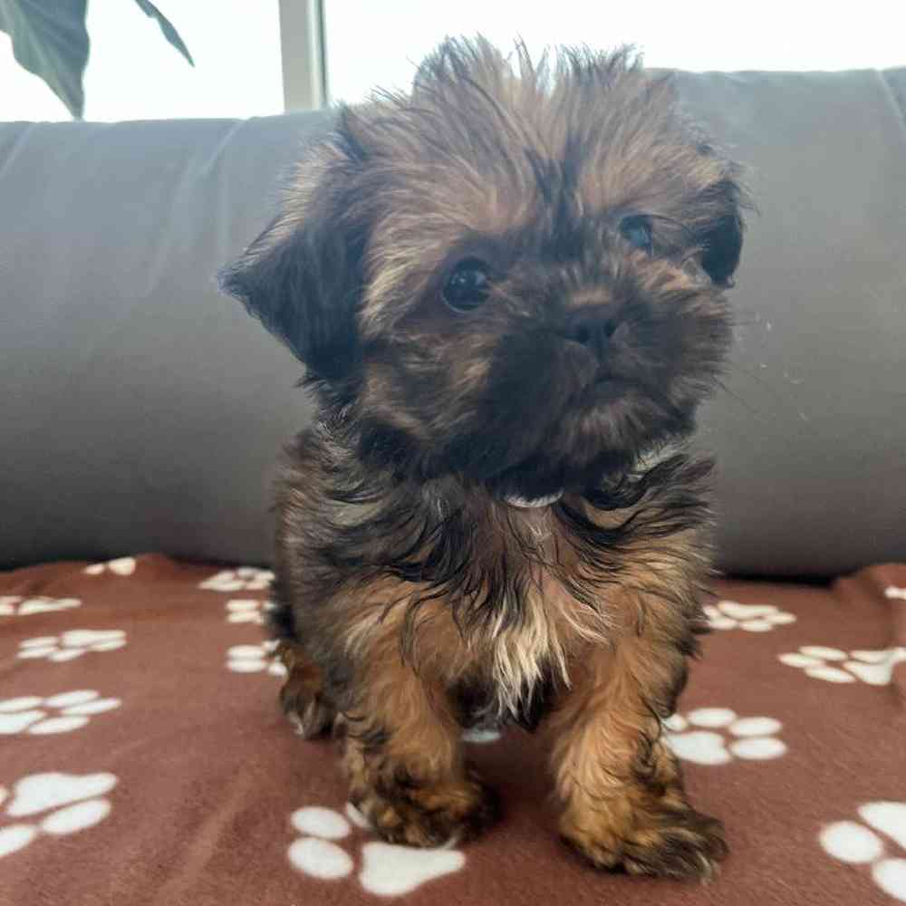 Female Shih Tzu Puppy for Sale in Charlotte, NC