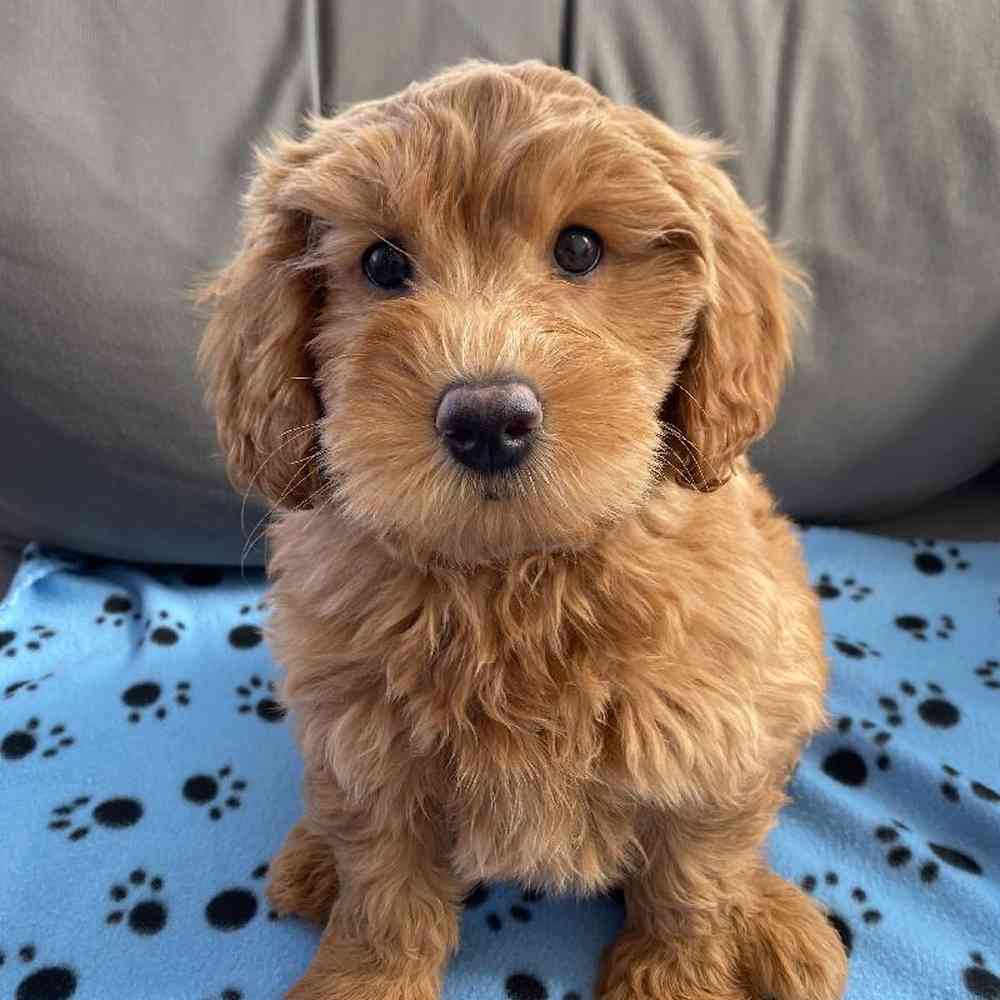 Female Mini Goldendoodle 2nd Gen Puppy for Sale in Charlotte, NC