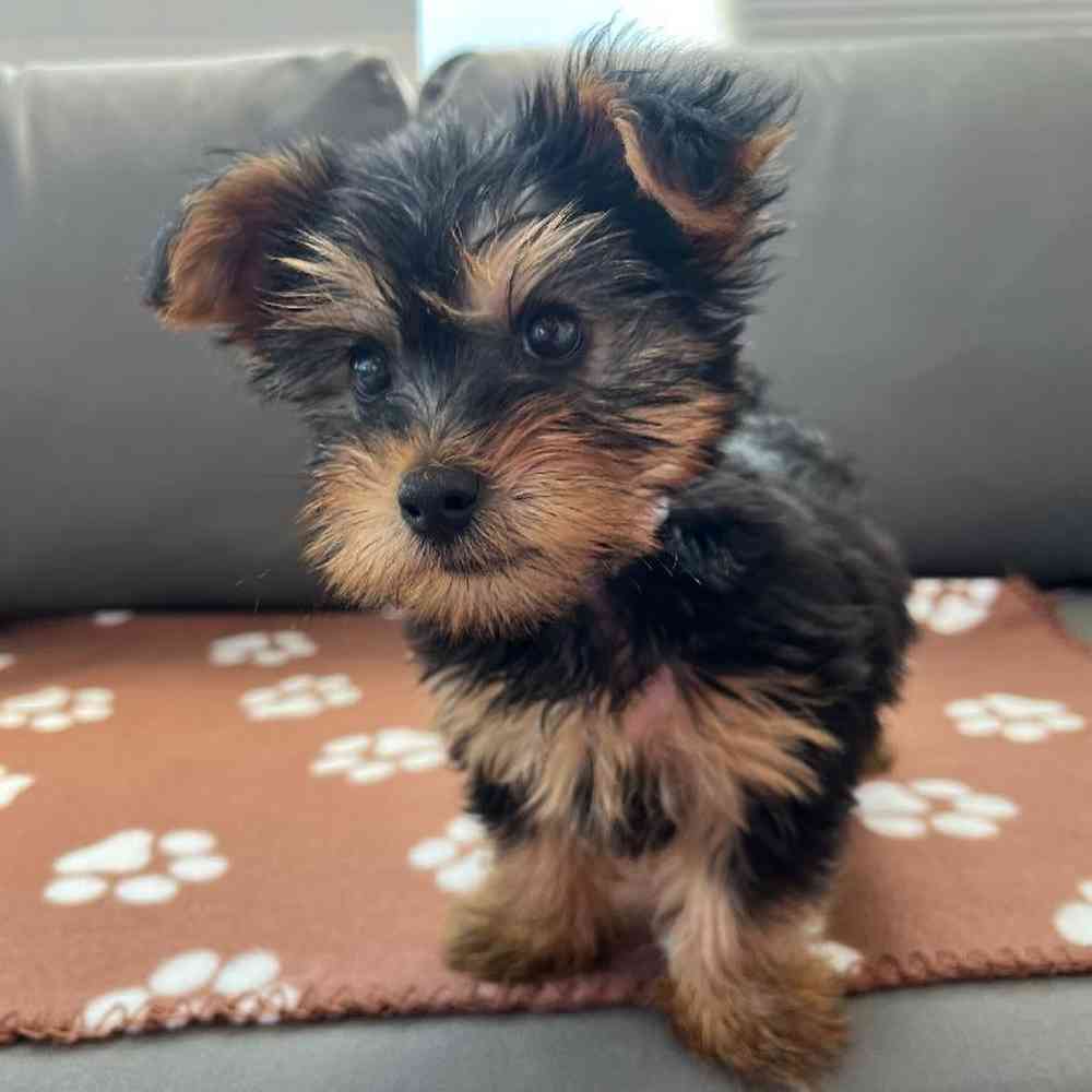 Male Yorkie Puppy for Sale in Charlotte, NC