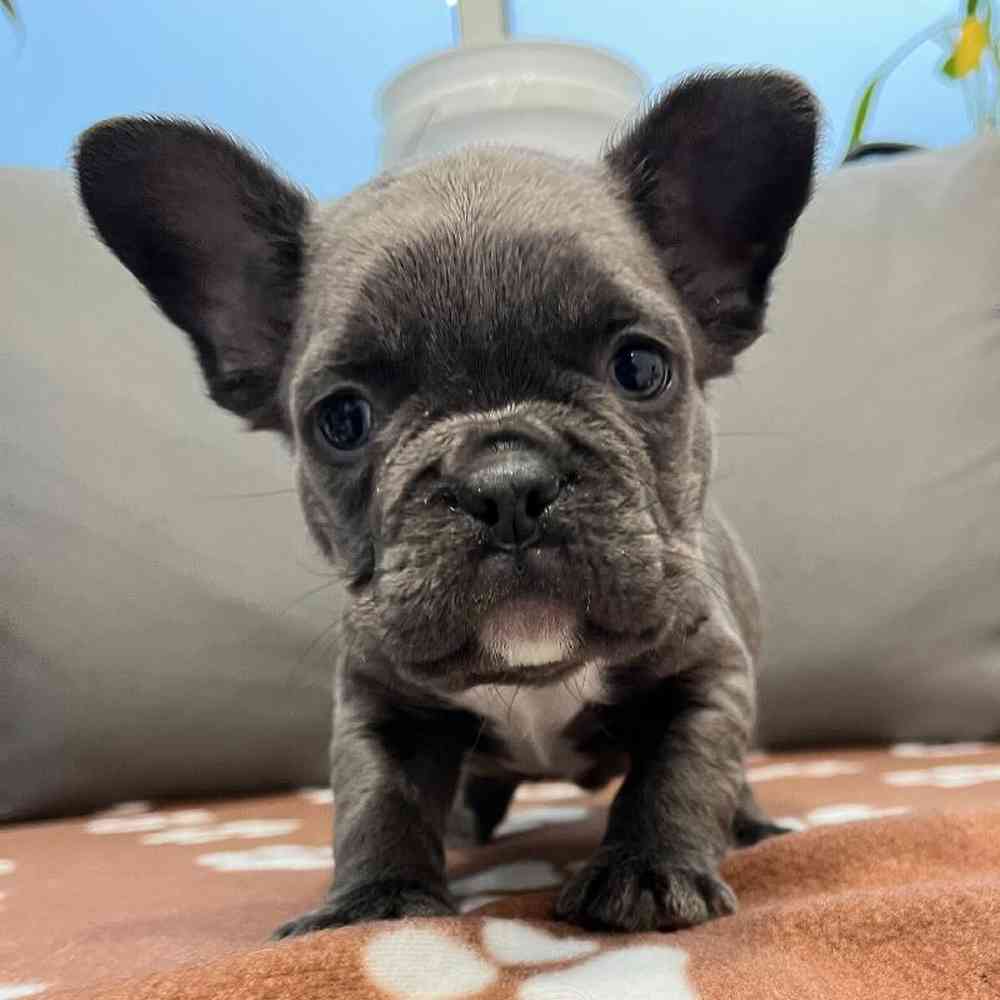 Male French Bulldog Puppy for Sale in Charlotte, NC