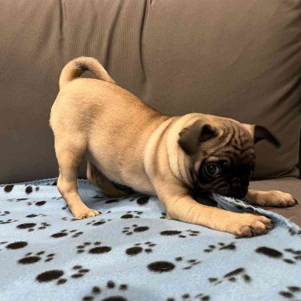 Female Pug Puppy for Sale in Charlotte, NC