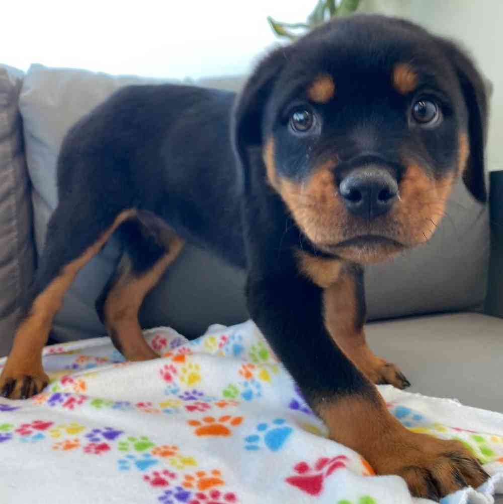 Male Rottweiler Puppy for Sale in Charlotte, NC