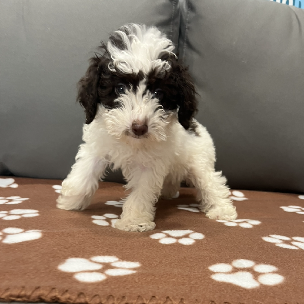 Female Mini Poodle Puppy for Sale in Charlotte, NC