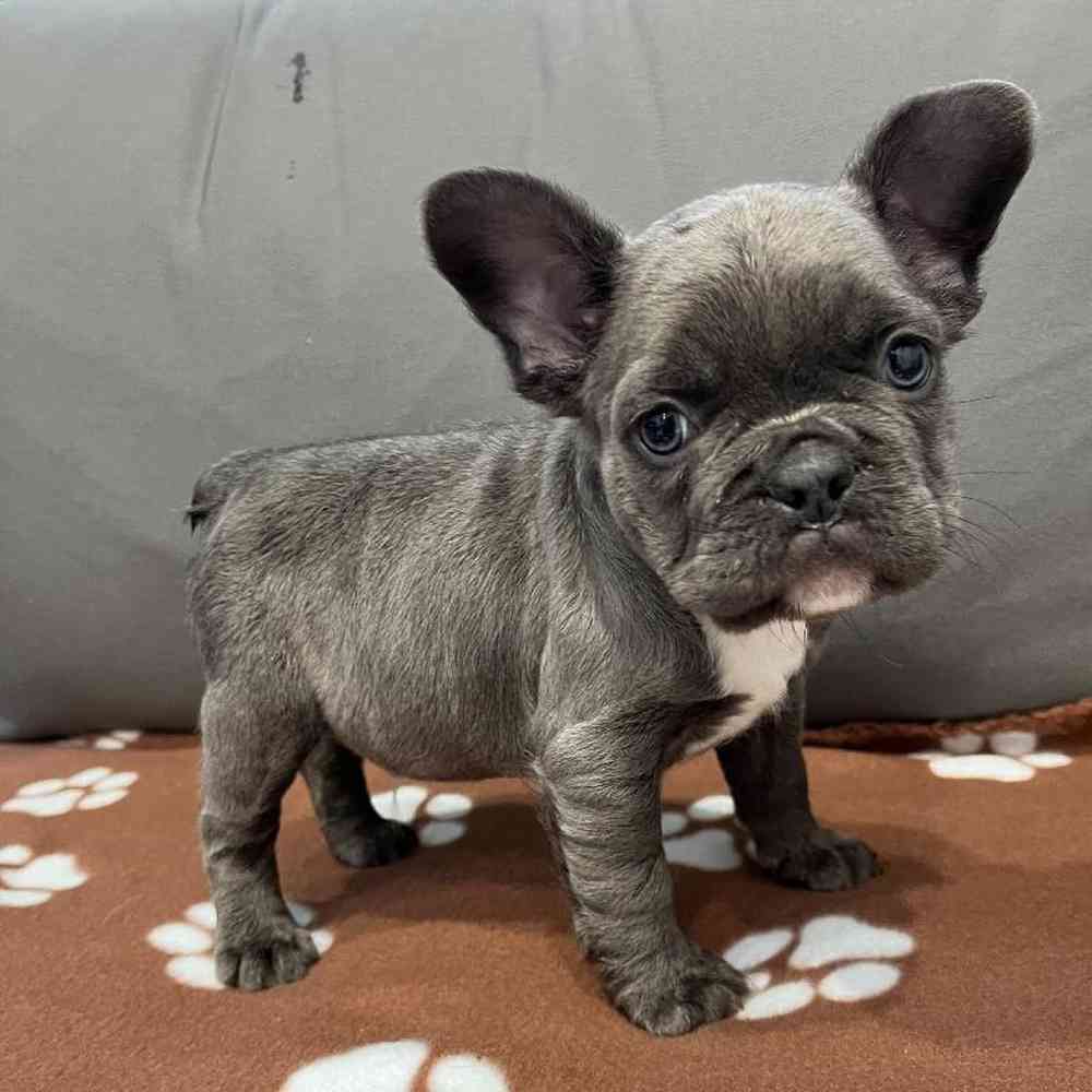 Male French Bulldog Puppy for Sale in Charlotte, NC