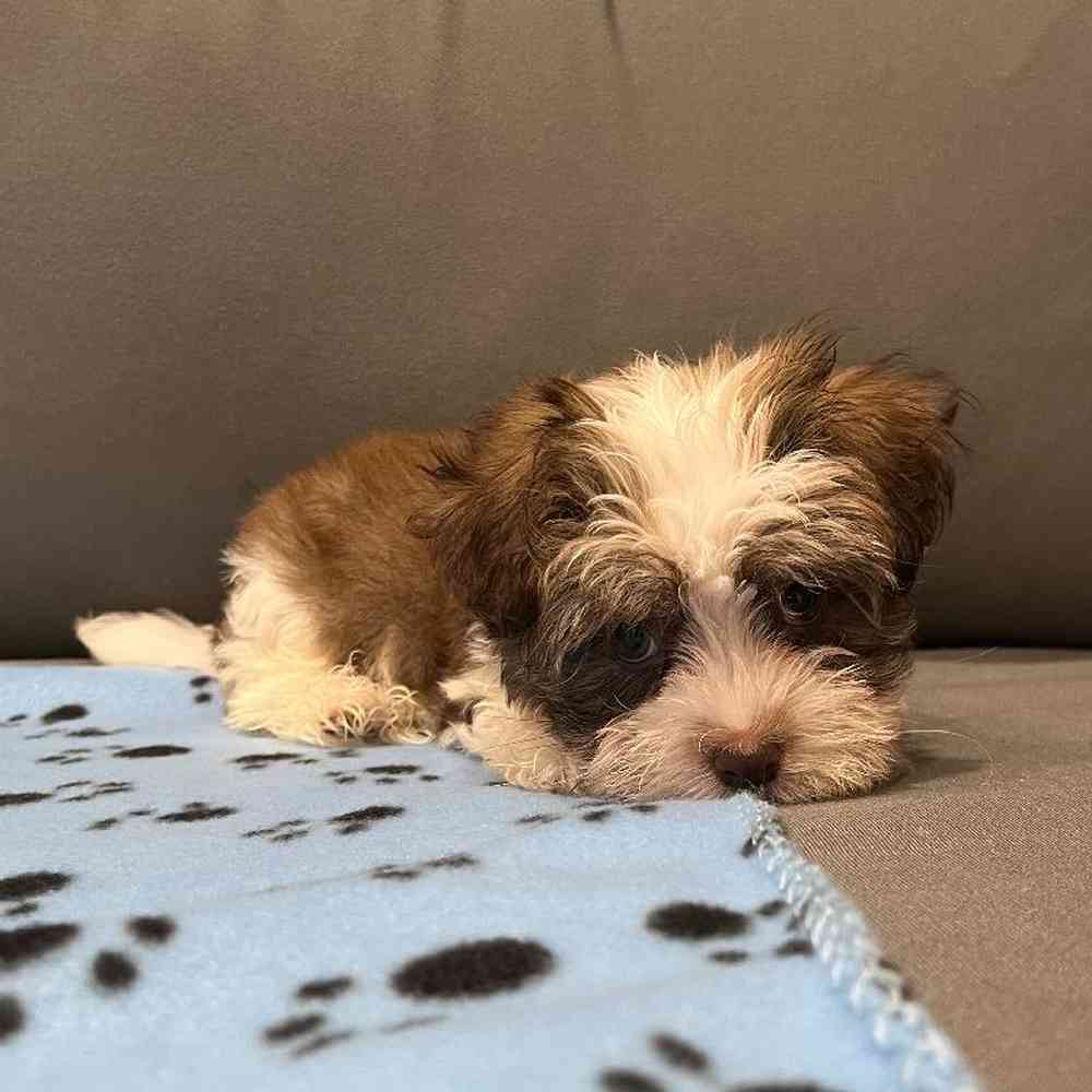 Male Havanese Puppy for Sale in Charlotte, NC