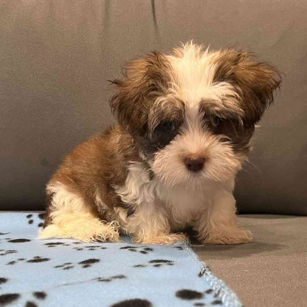 Male Havanese Puppy for Sale in Charlotte, NC