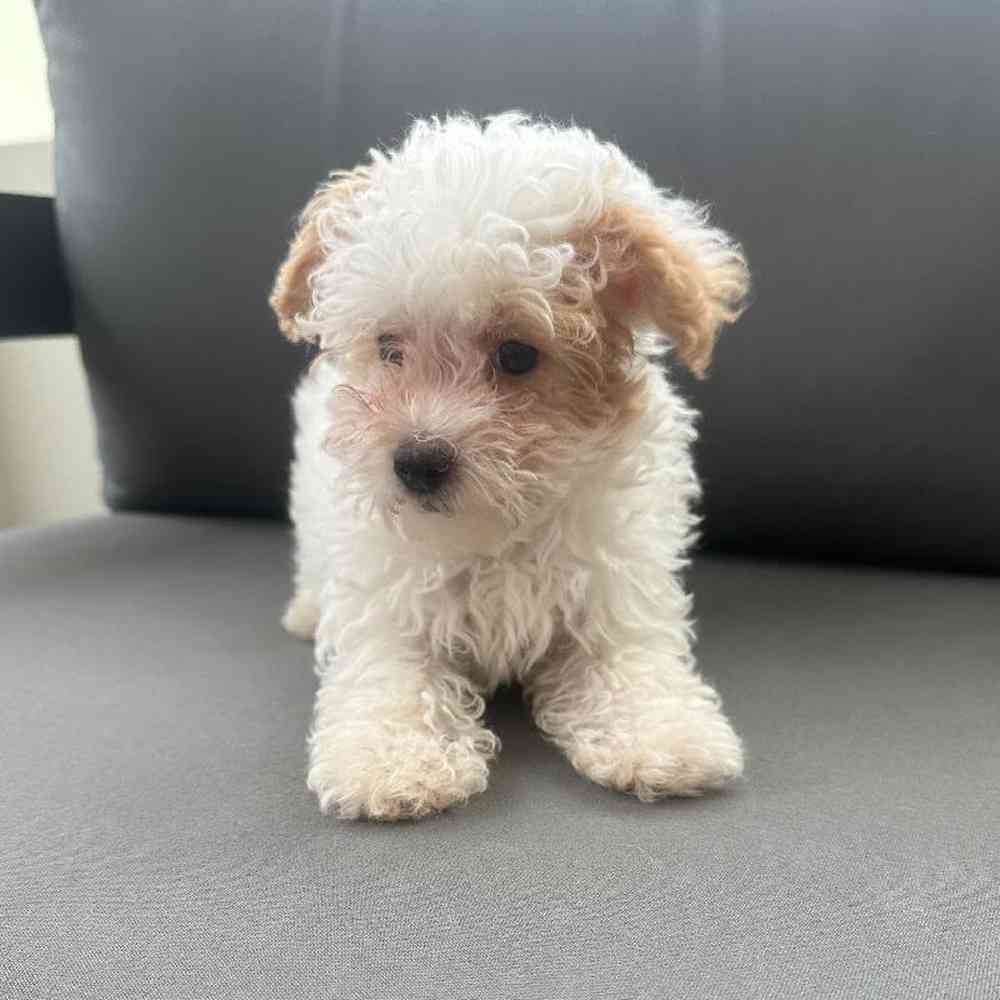 Male Poodle Puppy for Sale in Charlotte, NC