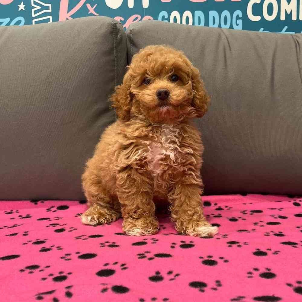 Female Mini Goldendoodle 2nd Gen Puppy for Sale in Charlotte, NC