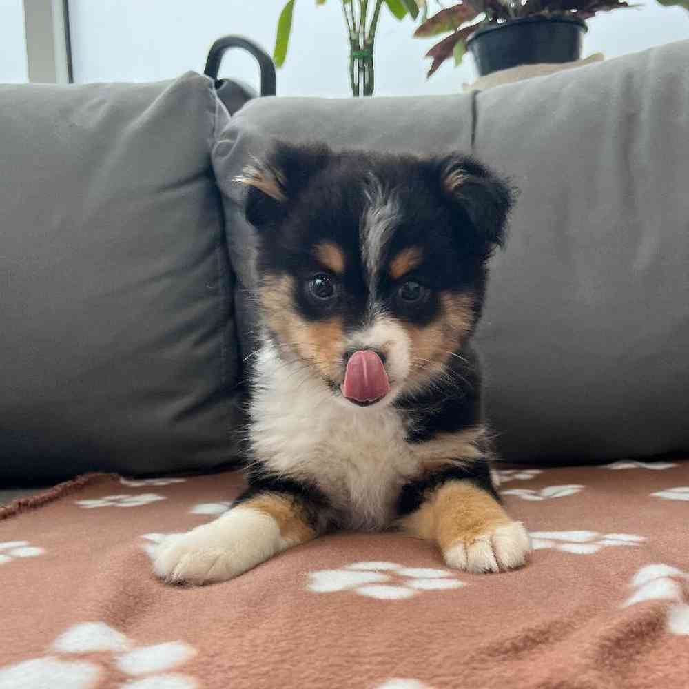 Female Mini Aussie Puppy for Sale in Charlotte, NC