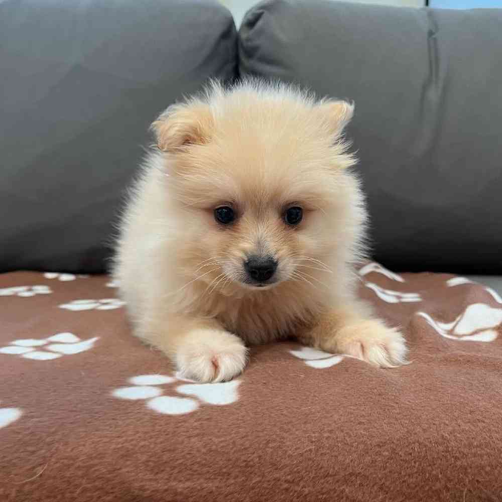 Male Pomsky 2nd Gen Puppy for Sale in Charlotte, NC