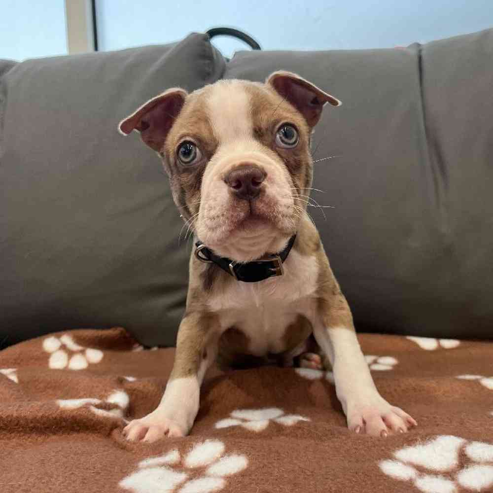 Male Boston Terrier Puppy for Sale in Charlotte, NC