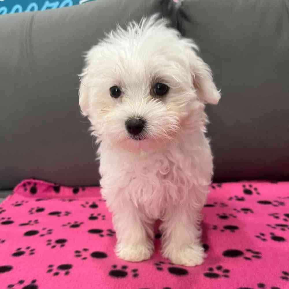 Female Maltese Puppy for Sale in Charlotte, NC