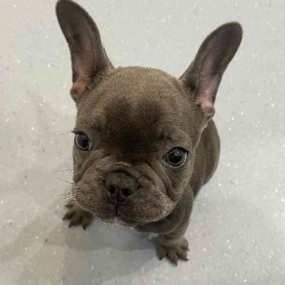 Female French Bulldog Puppy for Sale in Charlotte, NC