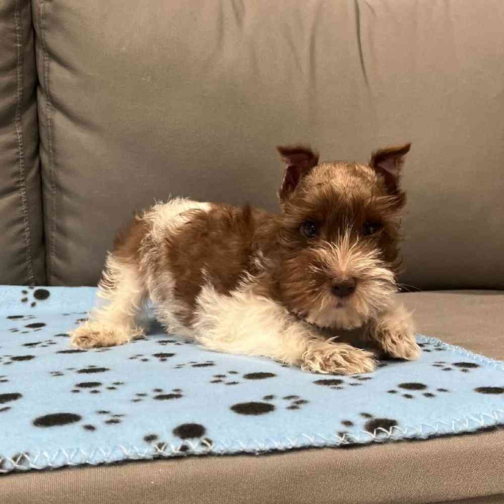 Male Mini Schnauzer Puppy for Sale in Charlotte, NC