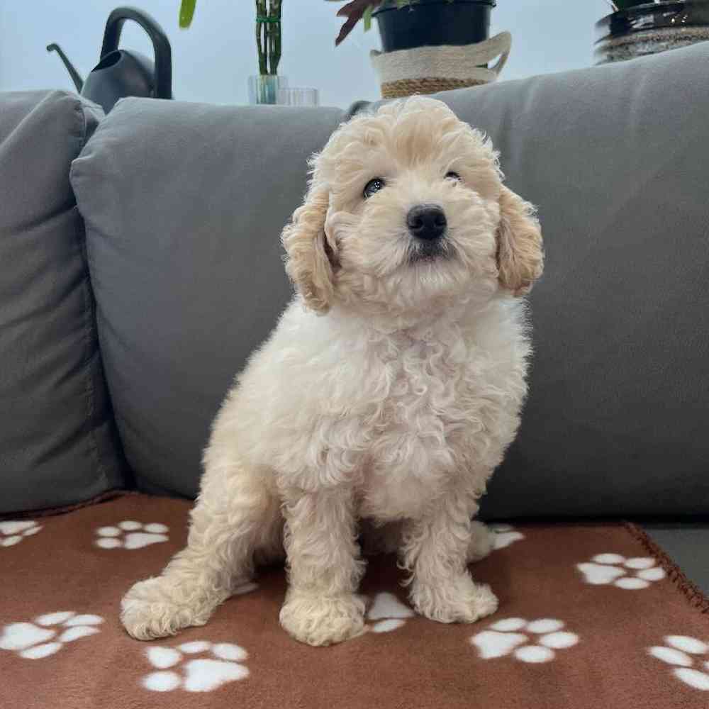 Female Mini Goldendoodle 2nd Gen Puppy for Sale in Charlotte, NC