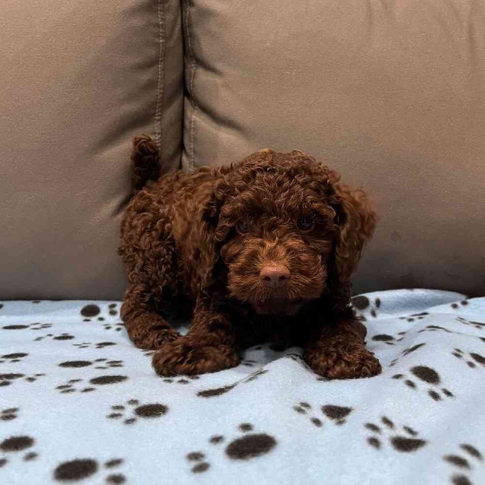 Female Cockapoo Puppy for Sale in Charlotte, NC