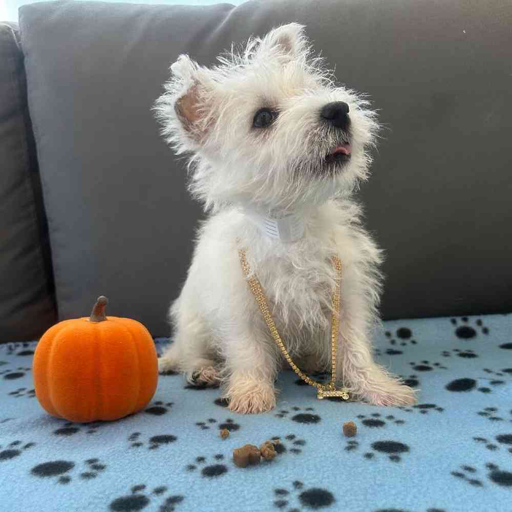 Female West Highland White Terrier Puppy for Sale in Charlotte, NC