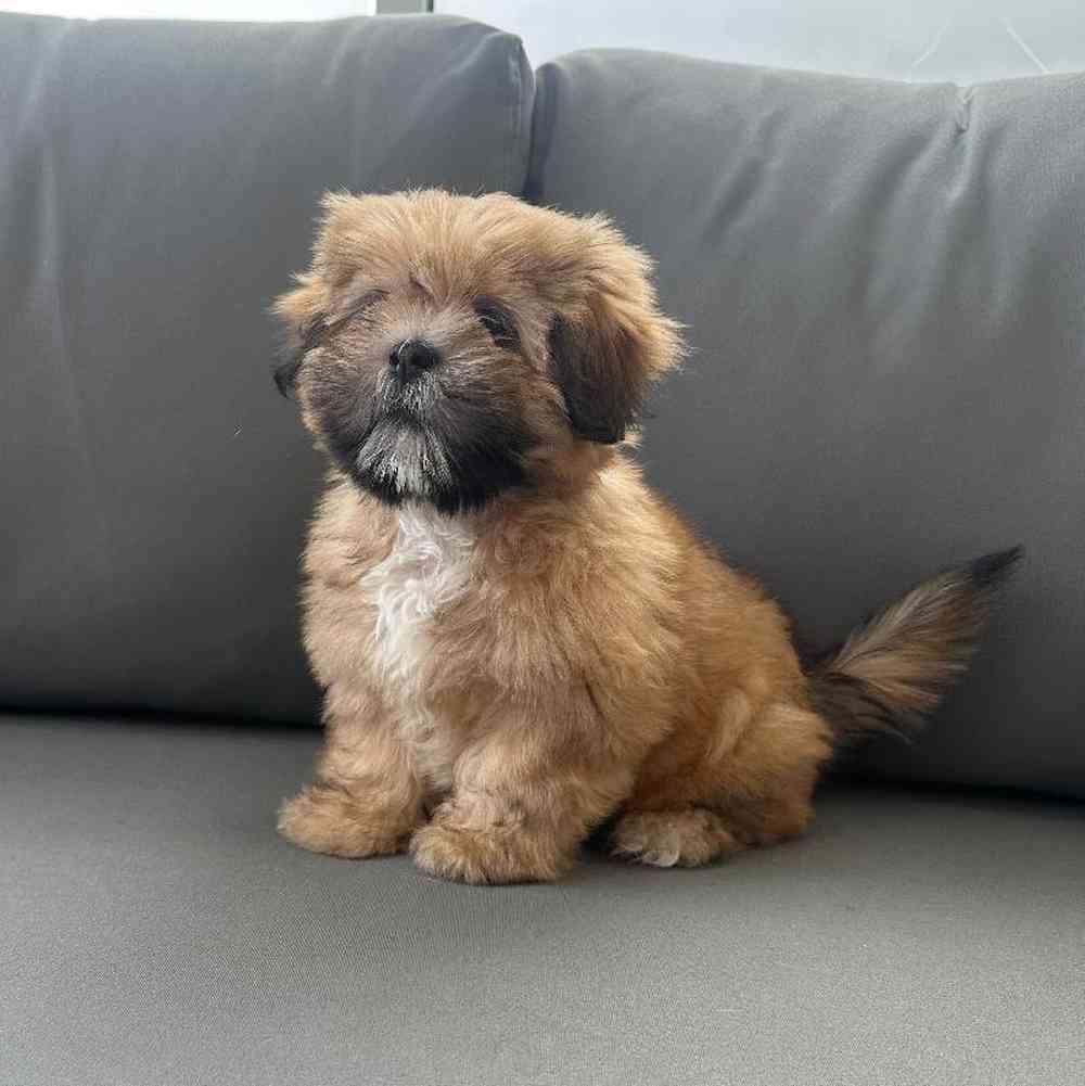 Female Lhasa Apso Puppy for Sale in Charlotte, NC