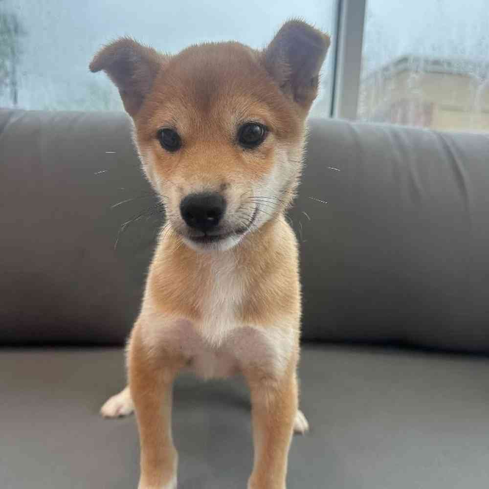 Male Shiba Inu Puppy for Sale in Charlotte, NC