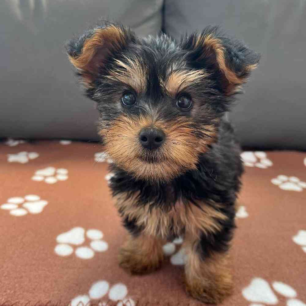 Male Yorkie Puppy for Sale in Charlotte, NC