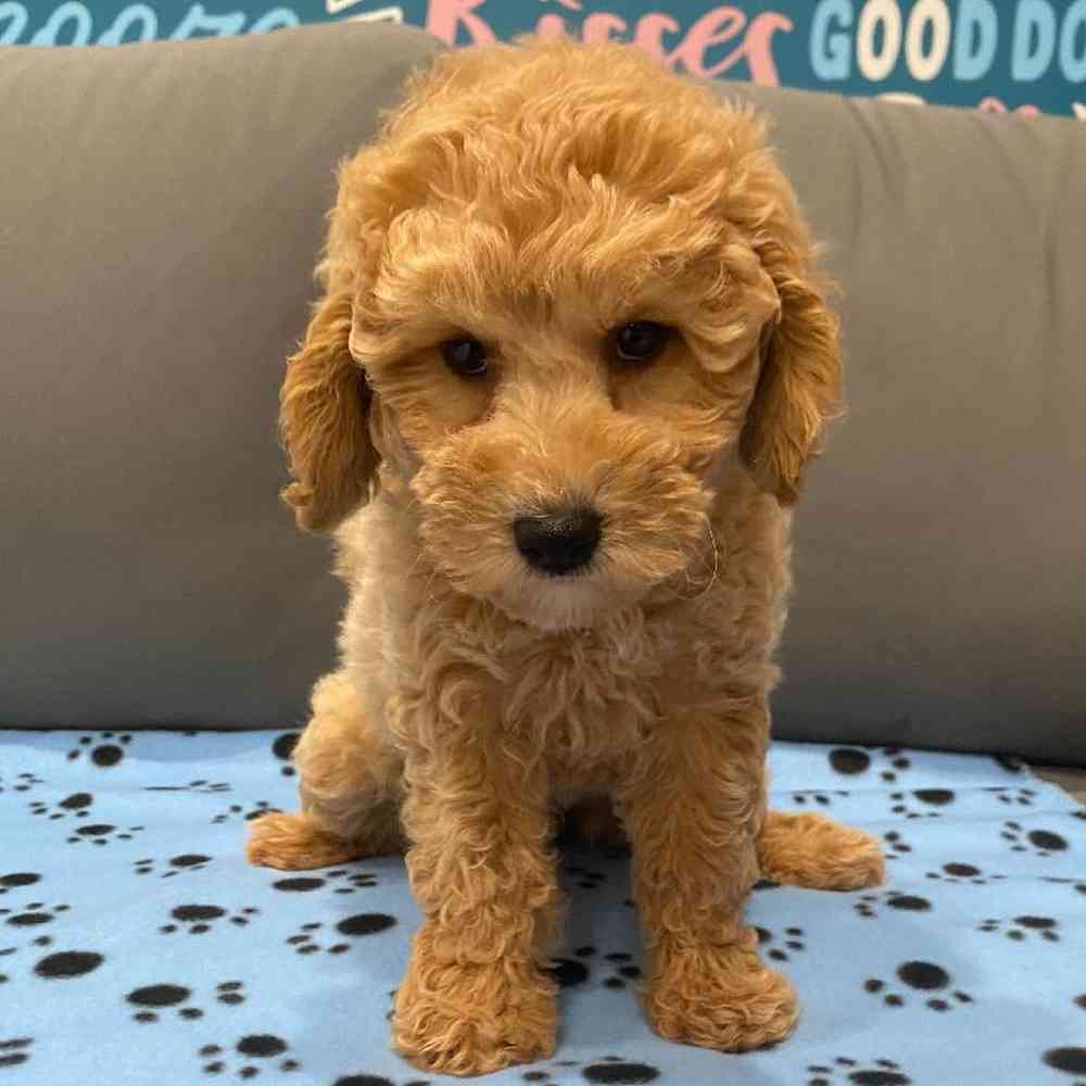 Female Mini Goldendoodle 2nd Gen Puppy for Sale in Charlotte, NC