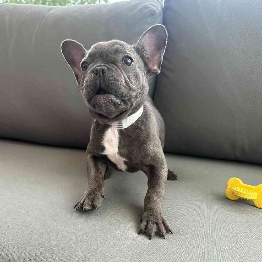 Female French Bulldog Puppy for Sale in Charlotte, NC