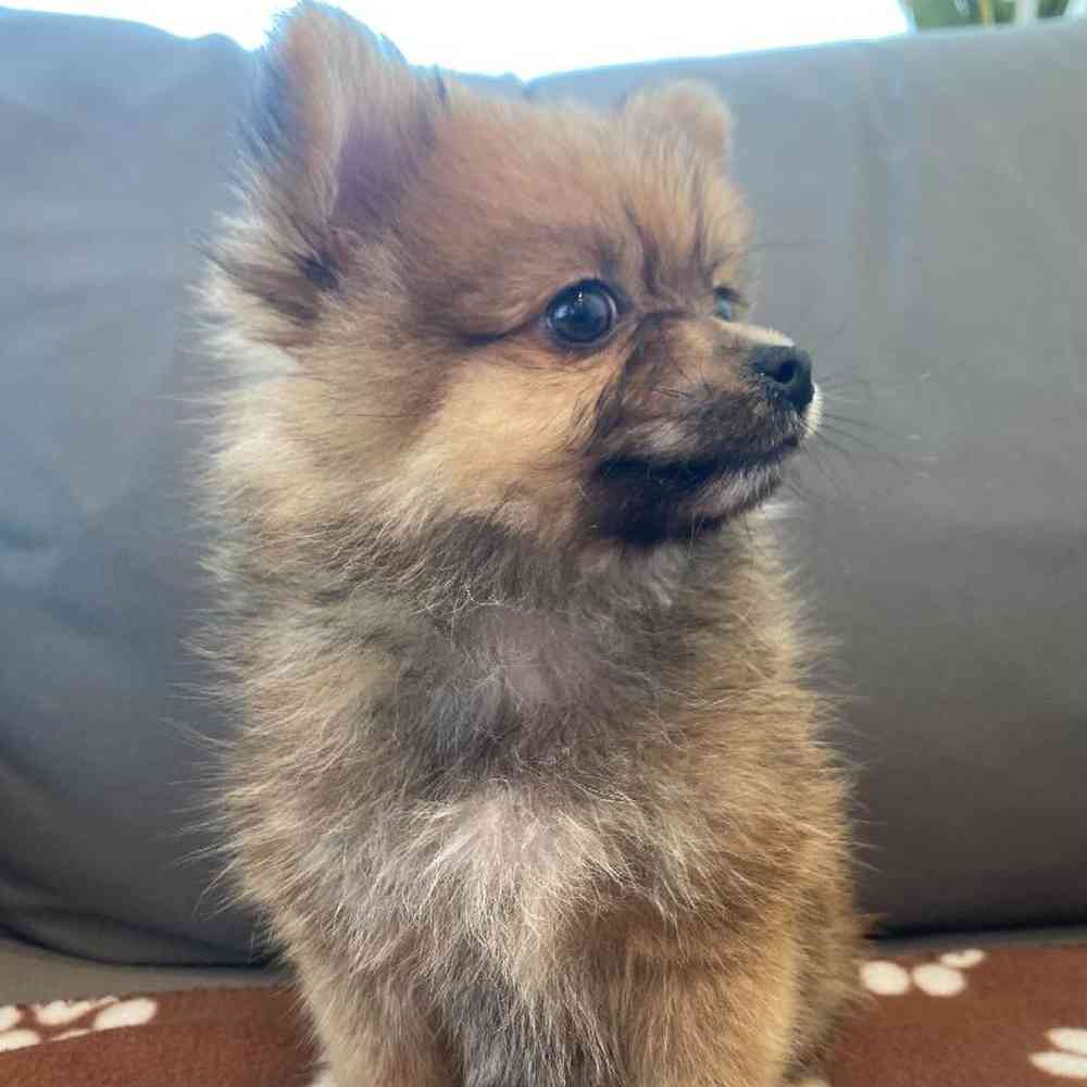 Female Pomeranian Puppy for Sale in Charlotte, NC