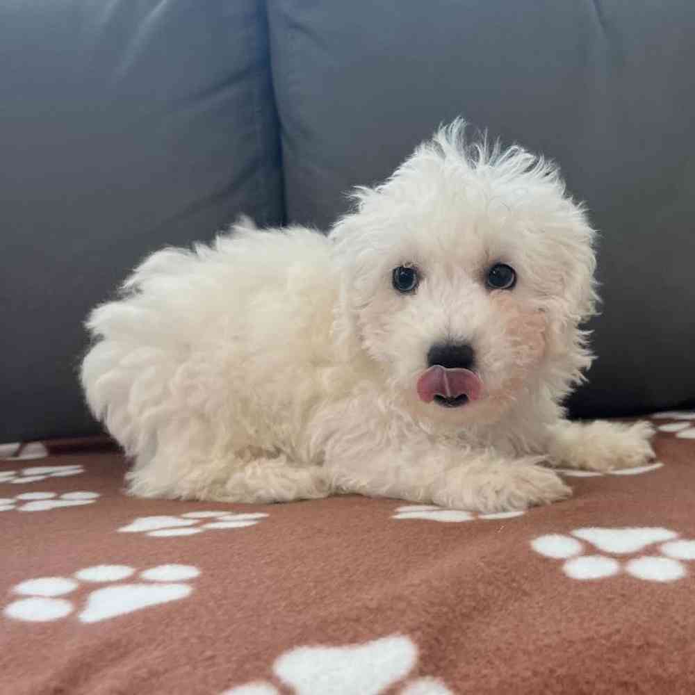 Male Bichon Puppy for Sale in Charlotte, NC