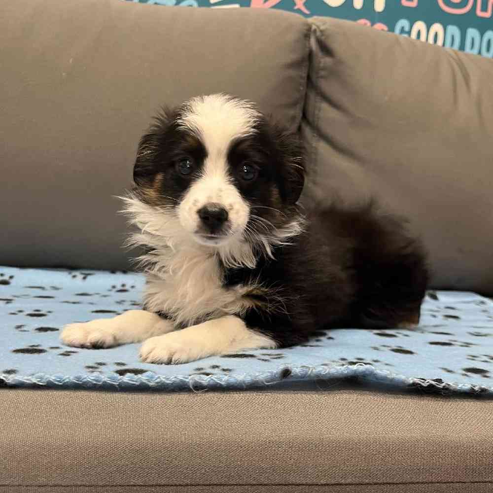 Female Mini Aussie Puppy for Sale in Charlotte, NC