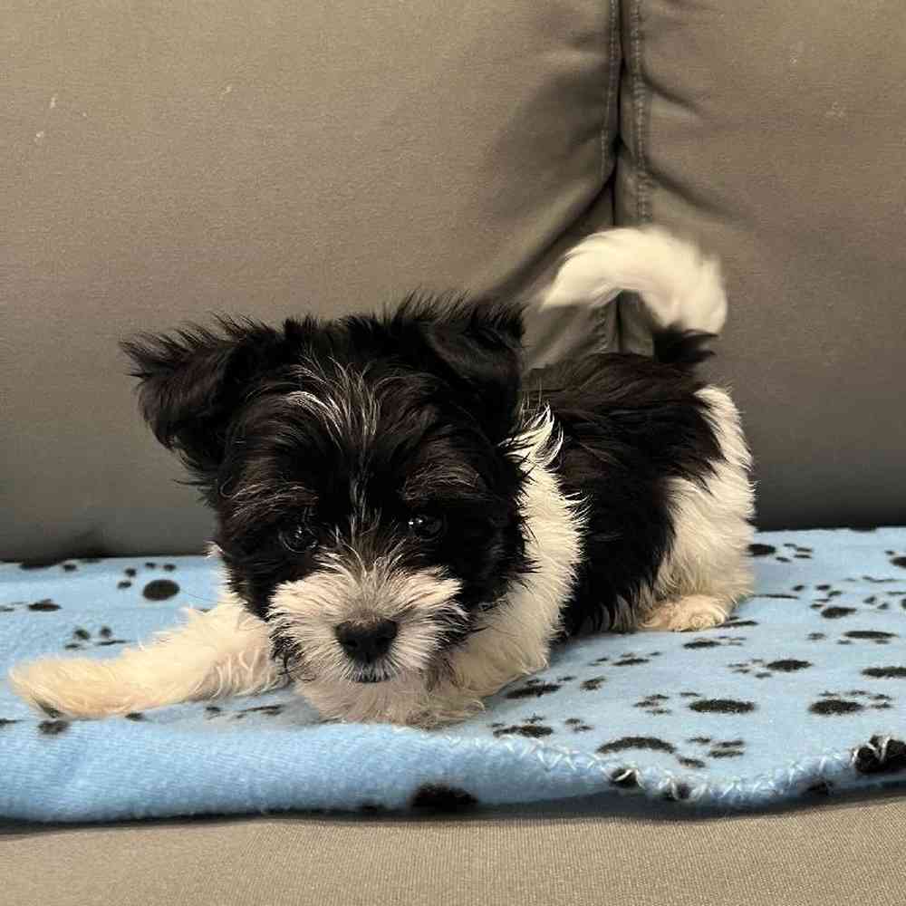 Female Havanese Puppy for Sale in Charlotte, NC