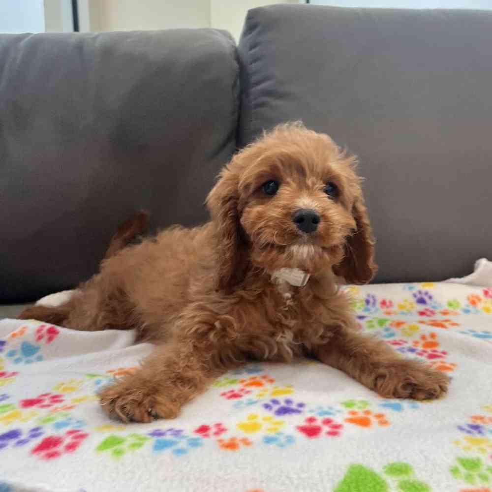 Male Cavapoo Puppy for Sale in Charlotte, NC