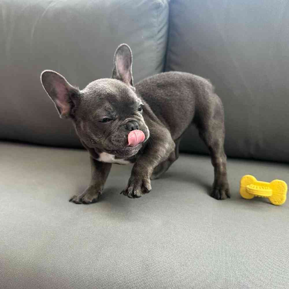 Female French Bulldog Puppy for Sale in Charlotte, NC