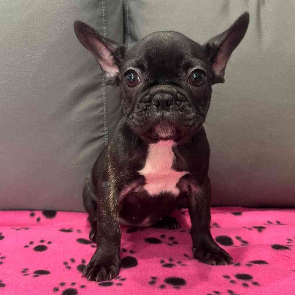 Female French Bulldog Puppy for Sale in Charlotte, NC