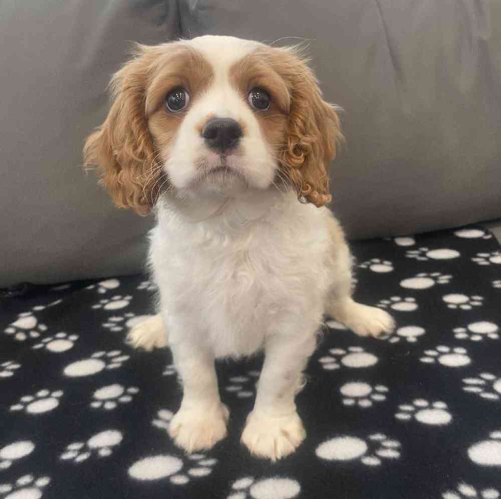 Male Cavalier King Charles Spaniel Puppy for Sale in Charlotte, NC