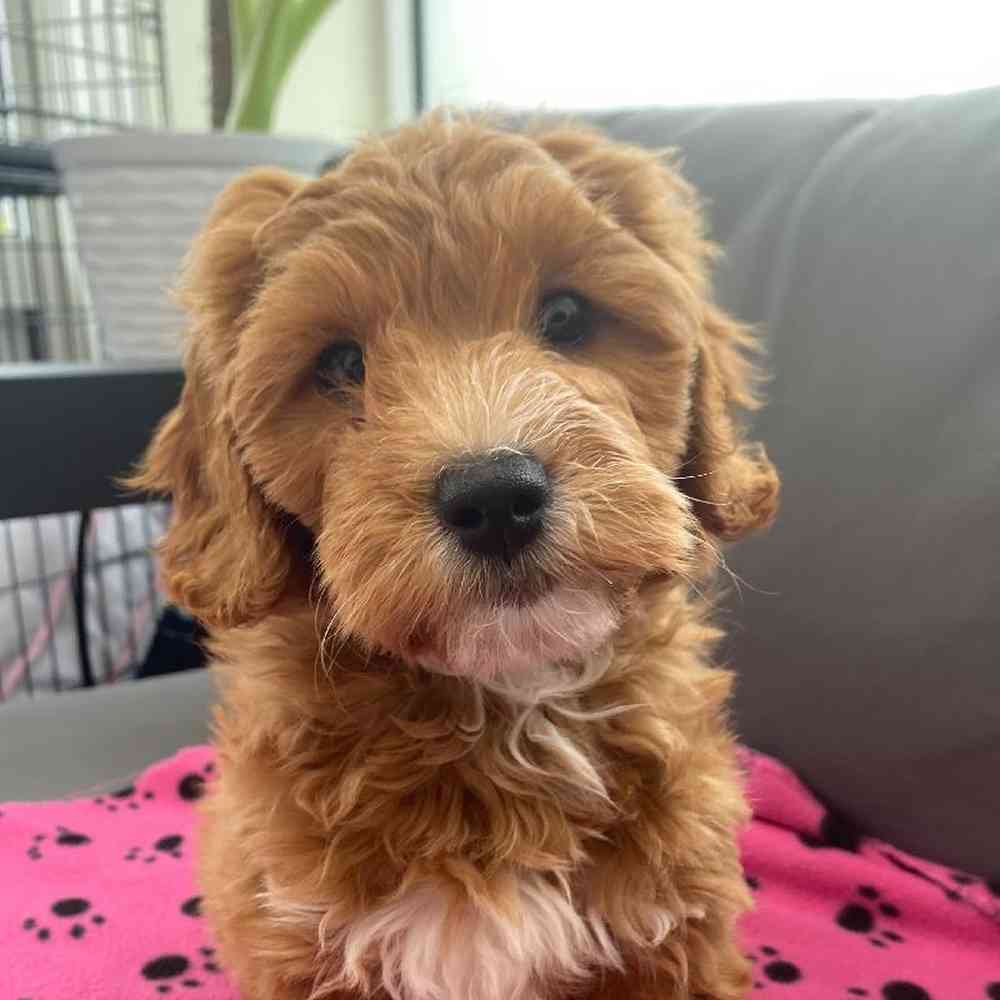 Female Mini Goldendoodle 2nd Gen Puppy for Sale in Charlotte, NC