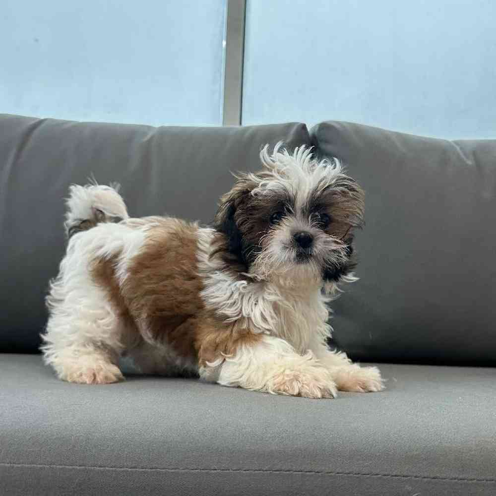 Female Shih Tzu Puppy for Sale in Charlotte, NC