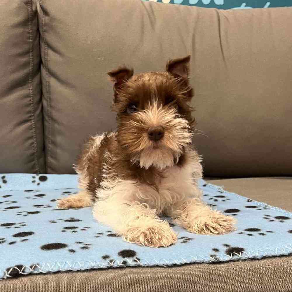 Male Mini Schnauzer Puppy for Sale in Charlotte, NC