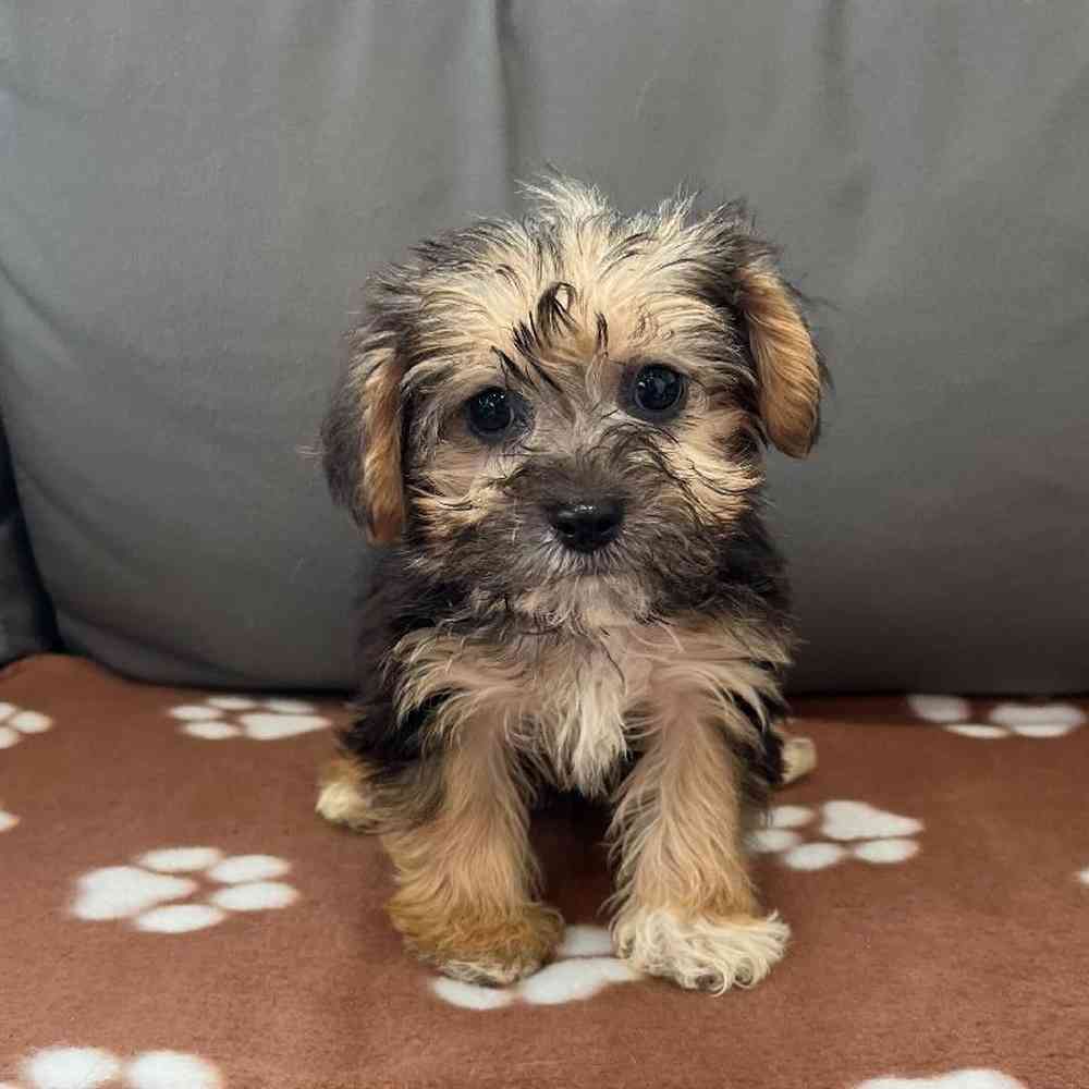 Male Yorkie-Poo Puppy for Sale in Charlotte, NC