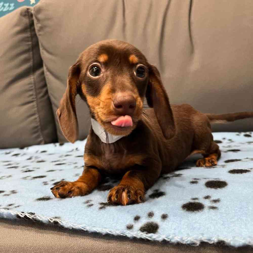 Male Dachshund Puppy for Sale in Charlotte, NC