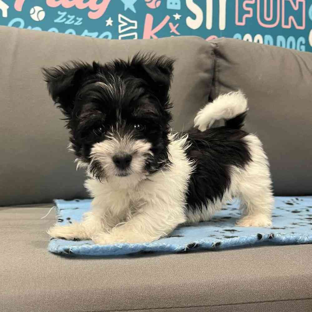 Female Havanese Puppy for Sale in Charlotte, NC