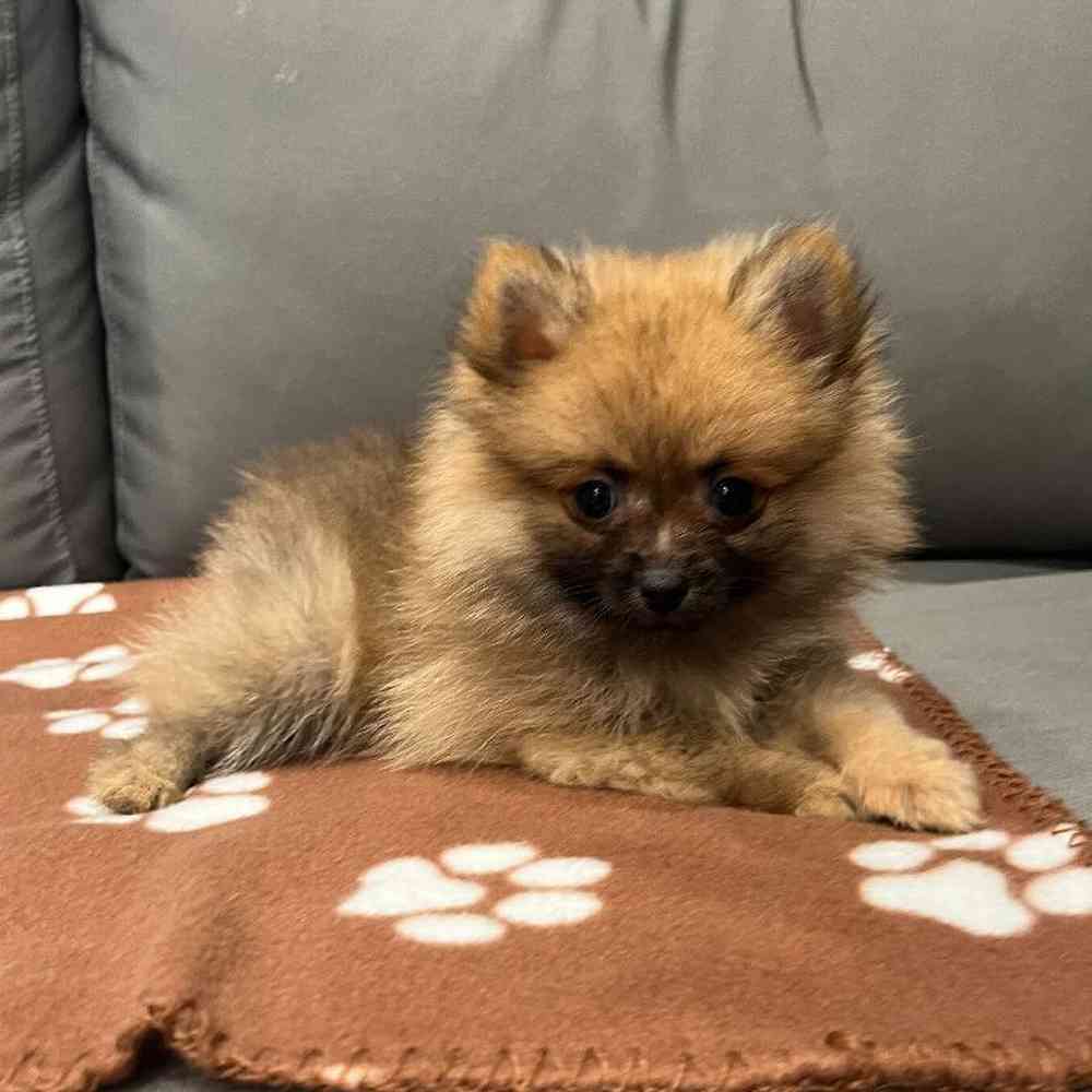 Female Pomeranian Puppy for Sale in Charlotte, NC